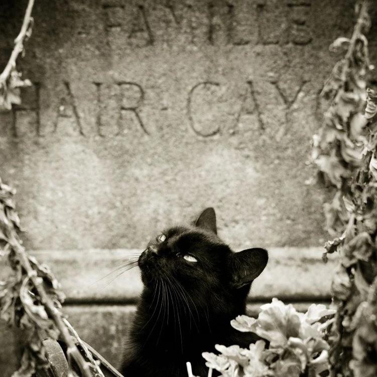 Black Cat (Cashmere, Soft Black Leather, Brushed Suede, Black Amber, Myrrh, Ancient woods, Moss, White Birch, Clove)