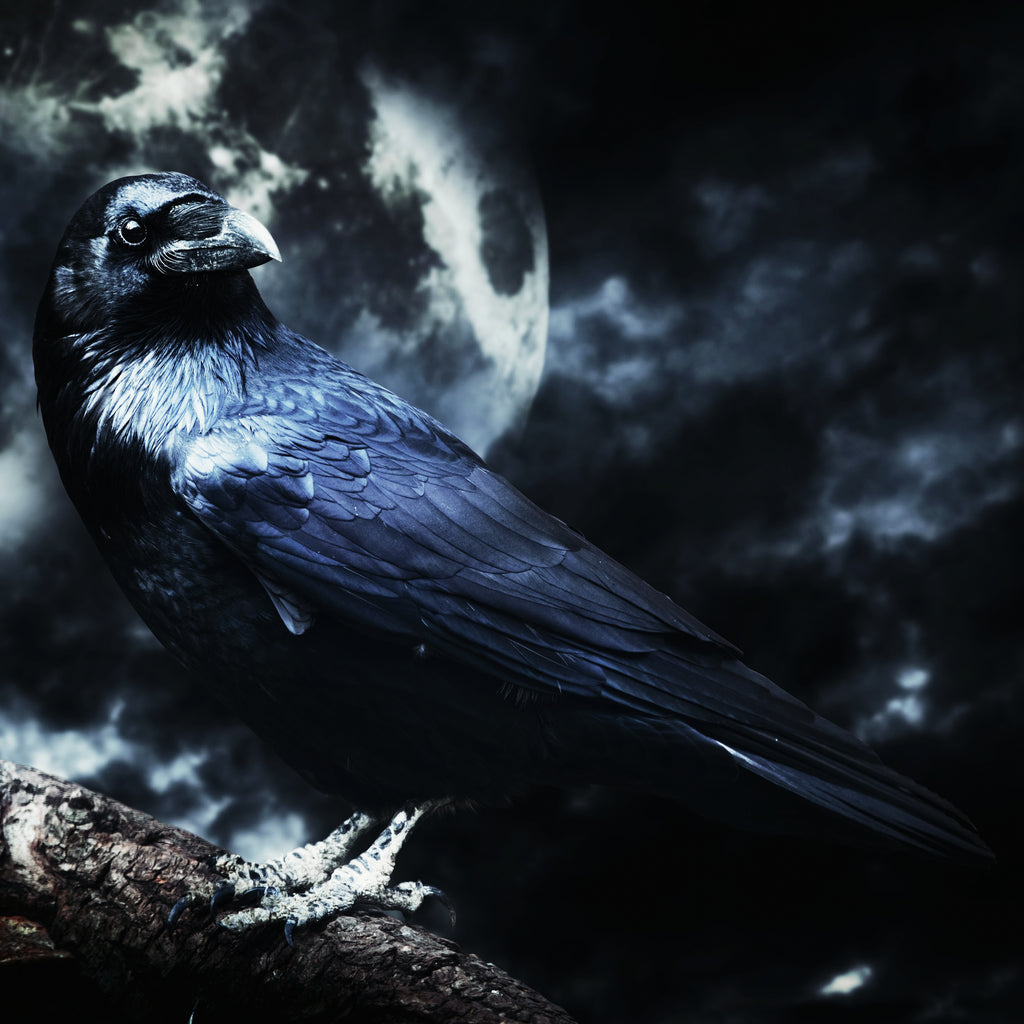 The Raven